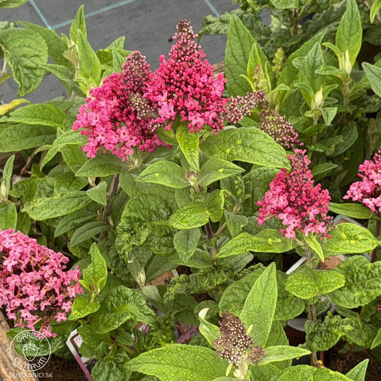 Obrázok Budleja Dávidova (Buddleja Davidii) ‘LITTLE RUBY BUTTERFLY CANDY’® - výška 20-30 cm, kont. C2L